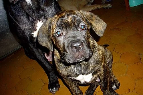 Štěňata Cane Corso