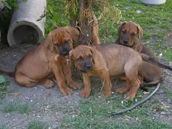 Tosa Inu z Kiwisanu