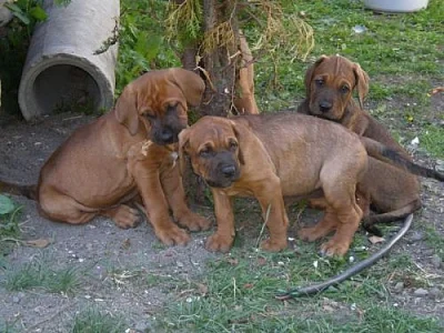 Tosa Inu z Kiwisanu