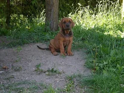 Tosa Inu z Kiwisanu