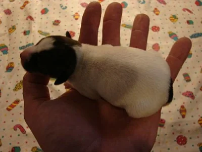 Parson Russell teriér - štěňátka s PP