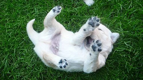 Štěňátka Zlatého retrievera s pp !!