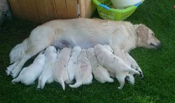 Štěňátka Zlatého retrievera s pp !!