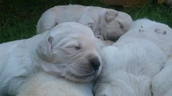 Štěňátka Zlatého retrievera s pp !!