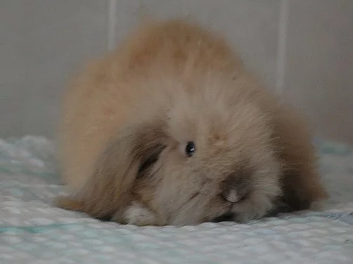 Hodní Teddy Beránci