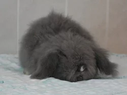 Hodní Teddy Beránci