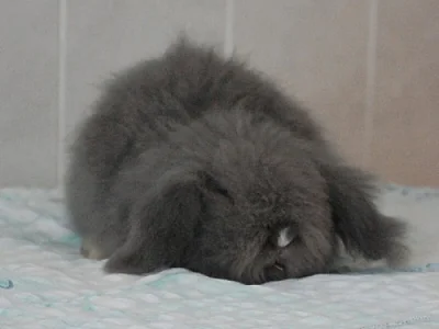 Hodní Teddy Beránci
