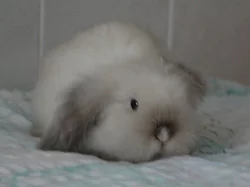 Hodní Teddy Beránci