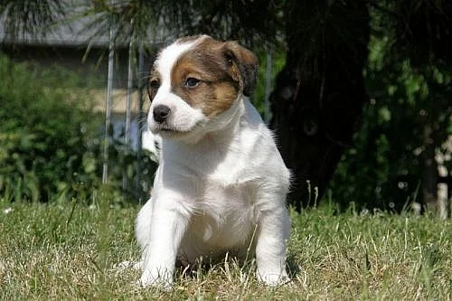 Jack Russell Terier