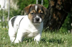 Jack Russell Terier 
