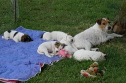 Jack Russell Terier