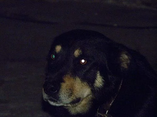 kříženec border kolie x kelpie