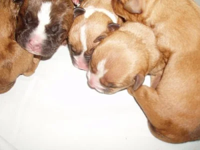 Am.pitbulteriér