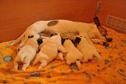 Jack Russell Terrier s PP
