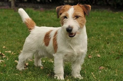 Jack Russell Terrier s PP