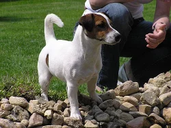 Jack Russell Terrier s PP