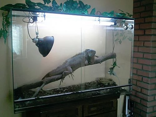 Prodám Leguána zeleného + terárium