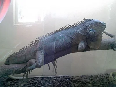 Prodám Leguána zeleného + terárium