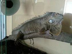 Prodám Leguána zeleného + terárium
