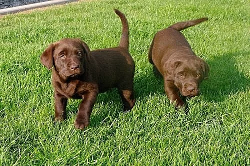 Štěňata labradora