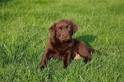 Štěňata labradora