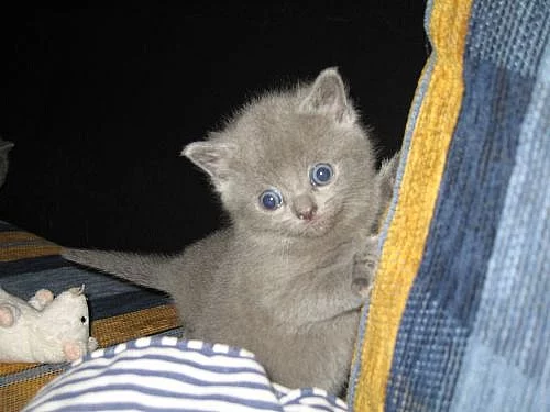 Koťátka britská modrá