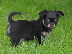 Čivava dlouhosrstá