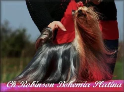 Yorkshire terrier - pejsci PP