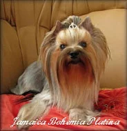 Yorkshire terrier - pejsci PP