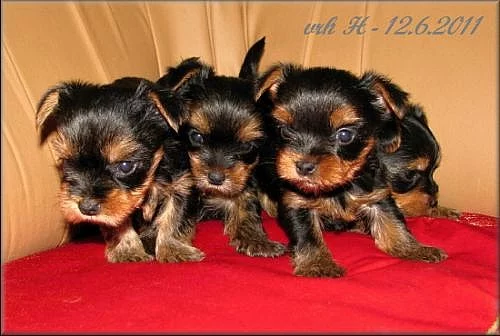 Yorkshire terrier - pejsci PP