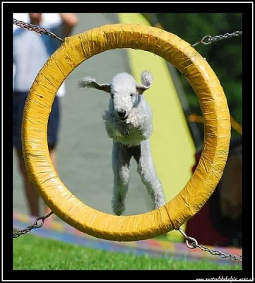 Bedlington teriér
