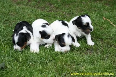 Biewer yorkshire terier FENKY