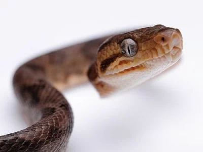 Corallus ruschenbergeri
