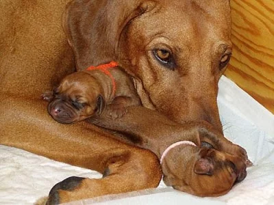 Rhodéský Ridgeback štěńátka s PP