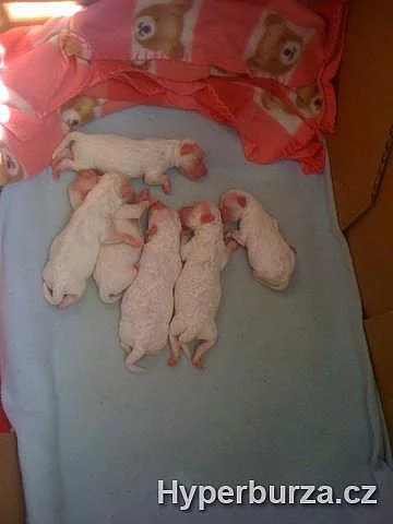 Prodám Bolonské psíky a fenku (Bílé)