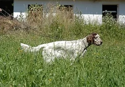 Anglický setr  - štěňata