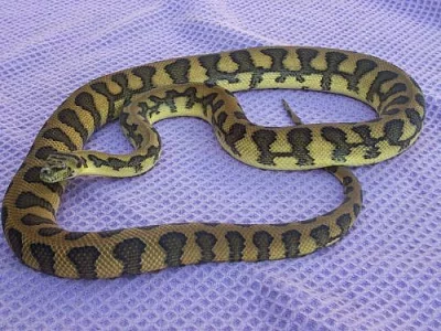 Krajty Morelia spilota cheynei jaguar x variegata