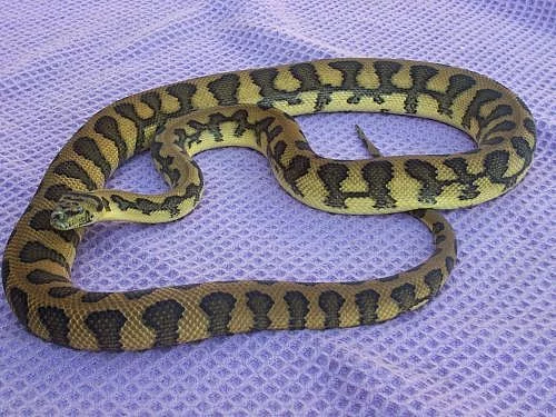 Krajty Morelia spilota cheynei jaguar x variegata