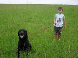 Labrador bez PP