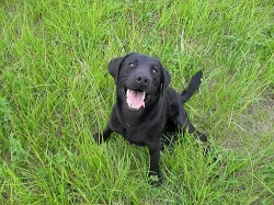 Labrador bez PP