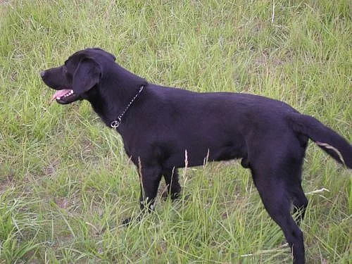 Labrador bez PP