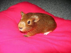Morčátko