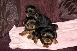 Prodám štěňata jorkšírů bez PP.