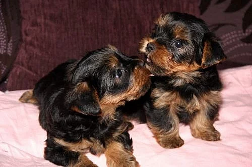 Prodám štěňata jorkšírů bez PP.