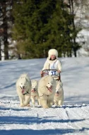 SAMOJED štěňátka s PP