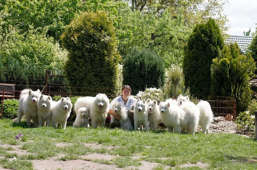 SAMOJED štěňátka s PP