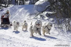 SAMOJED štěňátka s PP
