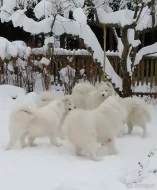 SAMOJED štěňátka s PP