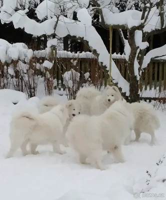 SAMOJED štěňátka s PP