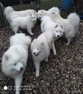 SAMOJED štěňátka s PP